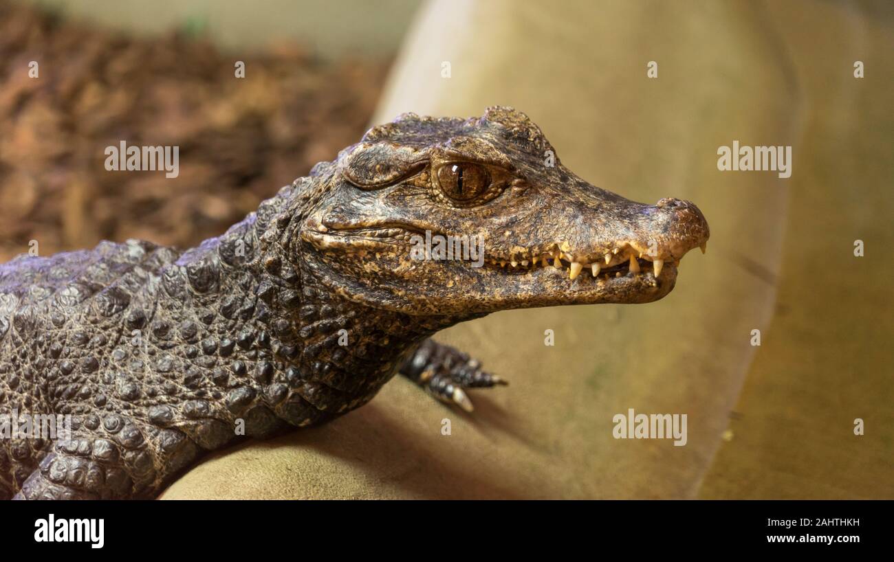 Nahaufnahme eines Alligators Stockfoto