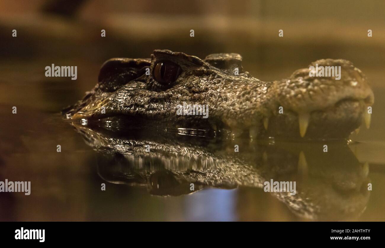 Nahaufnahme eines Alligators mit Reflexion Stockfoto