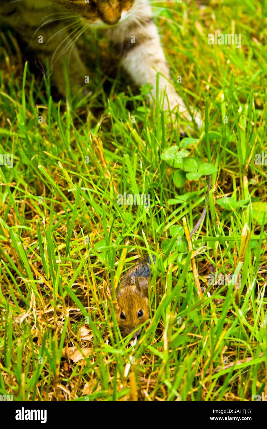 Eine Katze auf der Jagd im Gras. Eine Katze kurz vor dem Angriff Stockfoto
