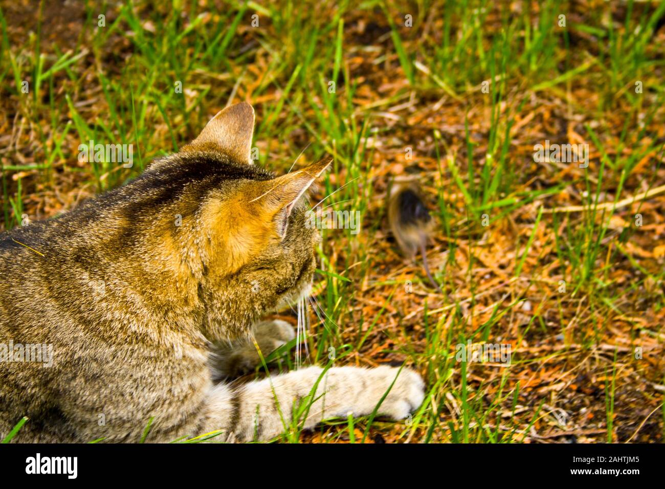 Eine Katze auf der Jagd im Gras. Eine Katze kurz vor dem Angriff Stockfoto