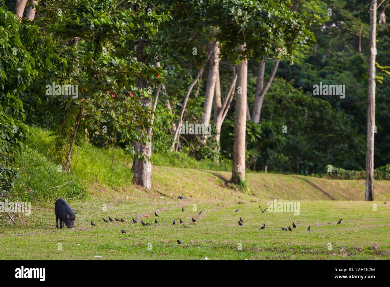 Ein junges Wildschwein außerhalb der Vegetation auf der Suche nach Nahrung und wurde von einer Gruppe von Black-naped Oriole Vögel. Singapur Stockfoto