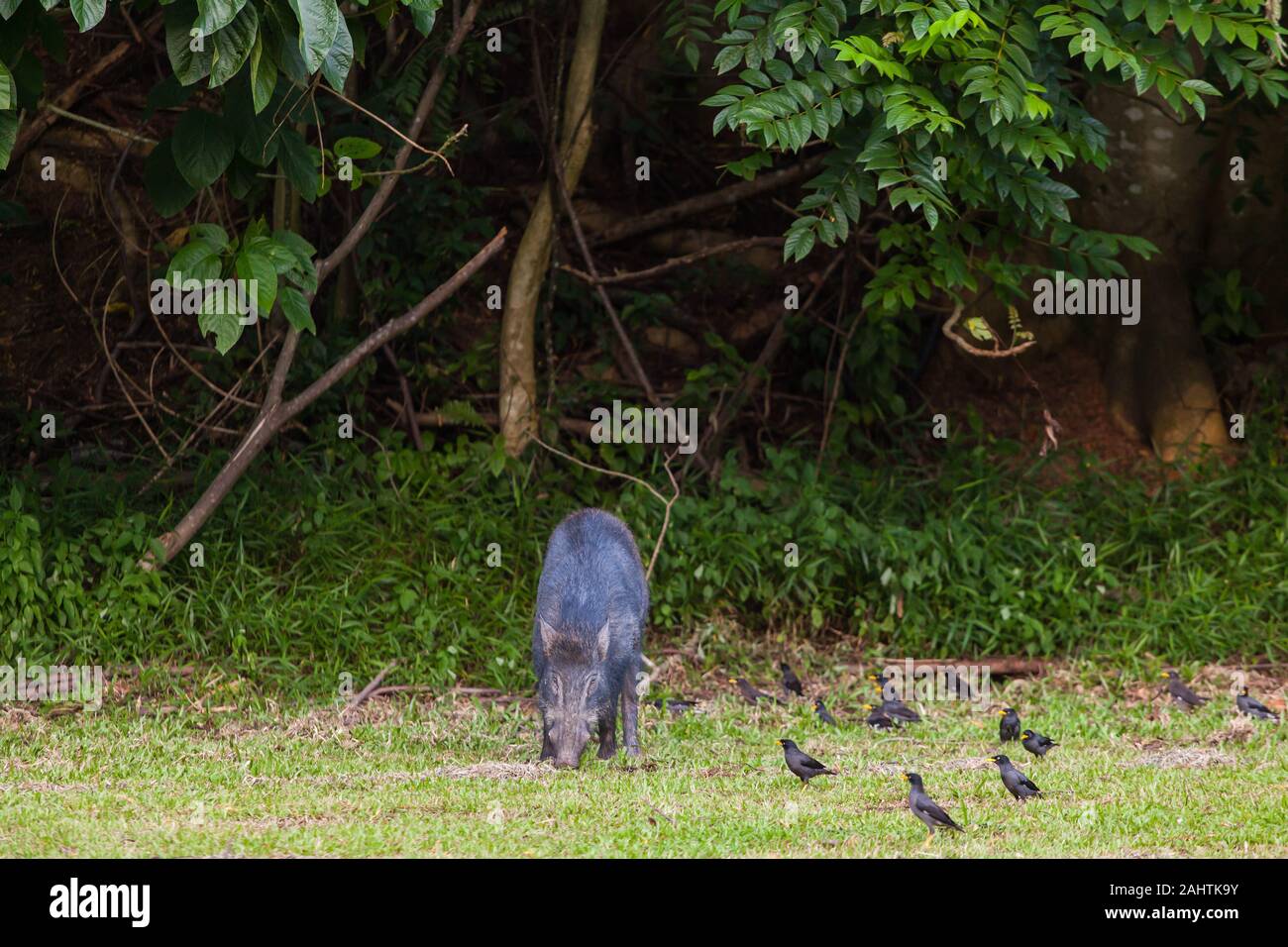Wildschweine außerhalb der Vegetation auf der Suche nach Nahrungsquellen, gefolgt von einer Schar von javanischen Myna-Schwarzvögeln in der natürlichen Umgebung. Singapur Stockfoto