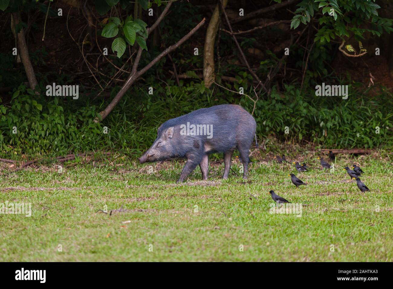 Wildschweine außerhalb der Vegetation auf der Suche nach Nahrungsquellen, gefolgt von einer Schar von javanischen Myna-Schwarzvögeln in der natürlichen Umgebung. Singapur Stockfoto