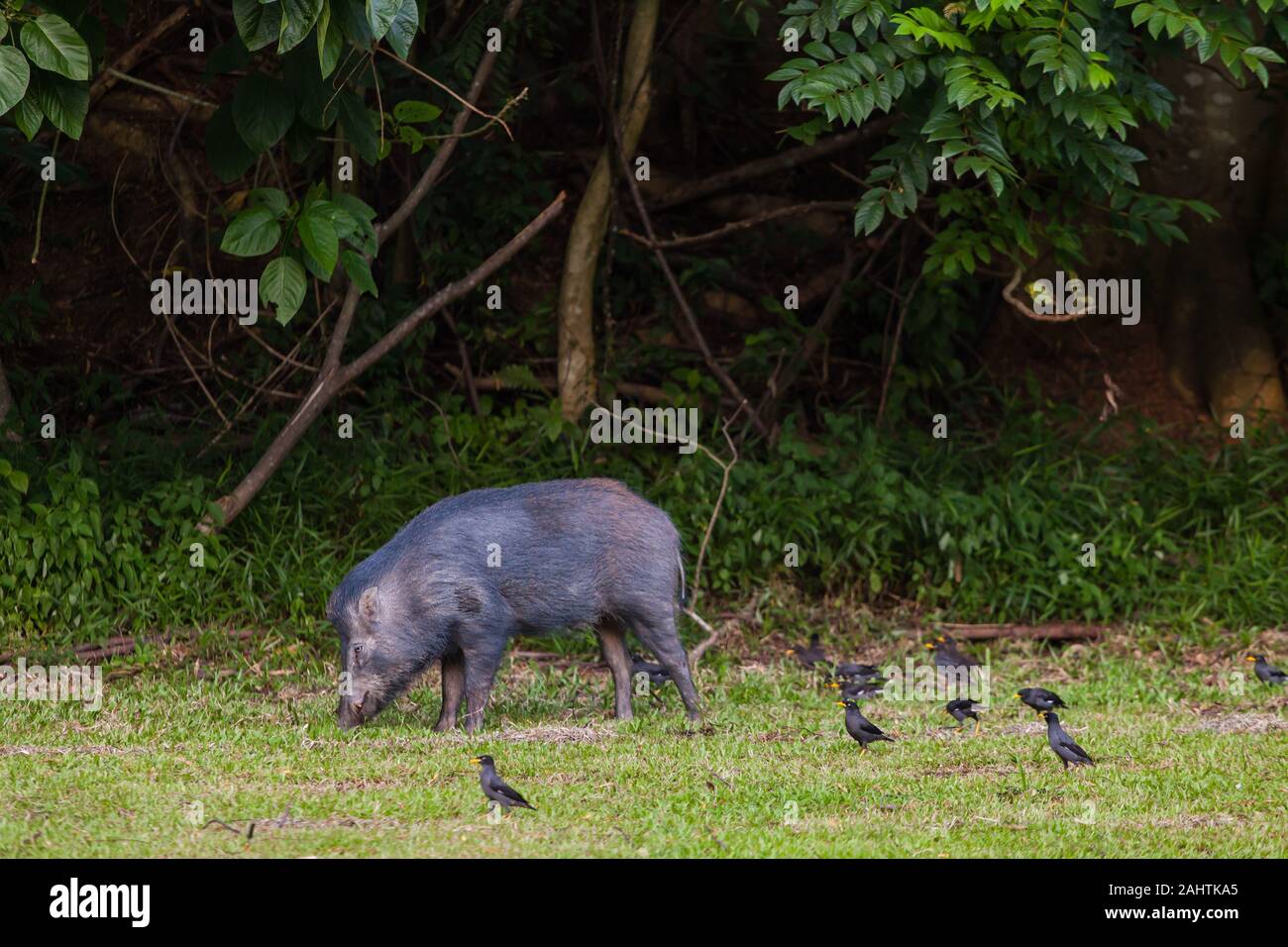 Wildschweinarten -Fotos und -Bildmaterial in hoher Auflösung – Alamy