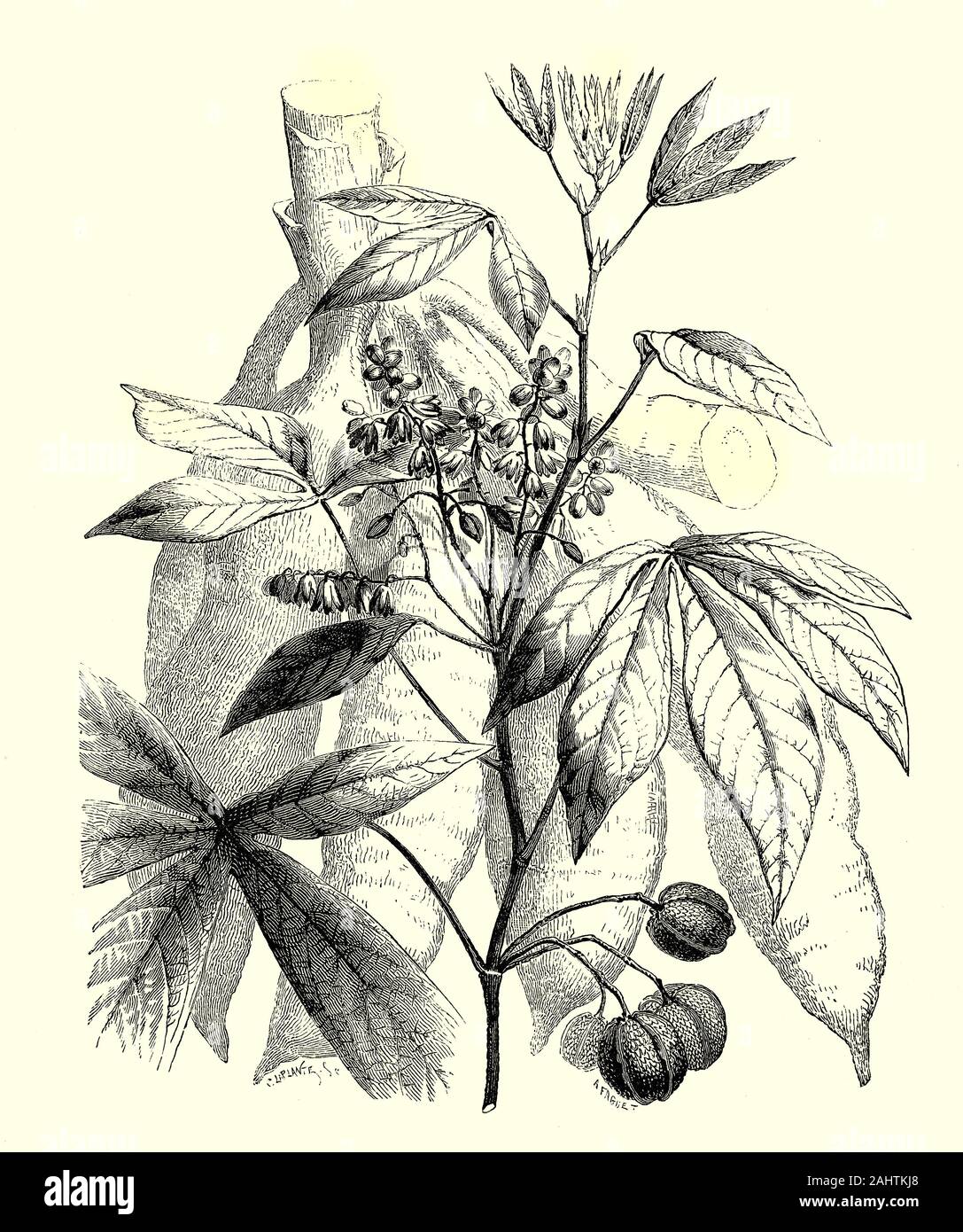 Die Blätter, Samen und Wurzeln der Maniok (Manihot esculenta). Die Art ist heimisch in der Region Nord und West Region Brasiliens, aber seine Verwendung Verbreitung in ganz Südamerika. Die Anlage wurde von der portugiesischen und der spanischen Entdecker, die meisten von den Westindischen Inseln und in Afrika und Asien durchgeführt. Tapioka ist die Stärke aus dem Storage Wurzeln und ist ein Hauptfutter für Millionen von Menschen in den tropischen Ländern, es nur kohlenhydrathaltige Nahrungsmittel Wert bietet, und ist wenig Eiweiß, Vitaminen und Mineralien. In anderen Ländern ist es als Verdickungsmittel in verschiedenen hergestellten Nahrungsmitteln verwendet. Stockfoto