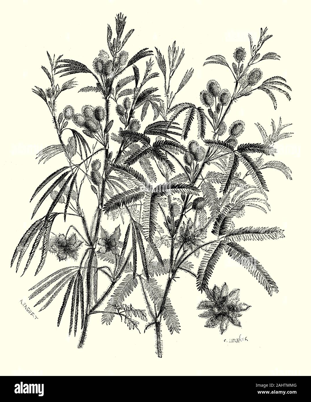 Das verschlafene Anlage aka empfindliche Pflanze, Rühr-mich-nicht, shameplant, Zombie Pflanze, oder schüchtern Anlage (Mimosa pudica) ist ein schleichender Jährliche oder mehrjährige Pflanze der Pea/legume Familie Fabaceae und Flora und Fauna Taxon, häufig für seine Neugier Wert gewachsen. Die zusammengesetzten Blättern nach innen falten und Statik bei Berührung oder geschüttelt, sich zu verteidigen von Schaden, und öffnen Sie ein paar Minuten später. Dies war der erste von der französischen Wissenschaftler Jean-Jacques d'Ortous de Mairan untersucht. Durch die einzigartige Antwort auf die Mimose zu berühren, wurde es eine ideale Pflanze für viele Experimente bezüglich der Gewöhnung und Speicher. Stockfoto