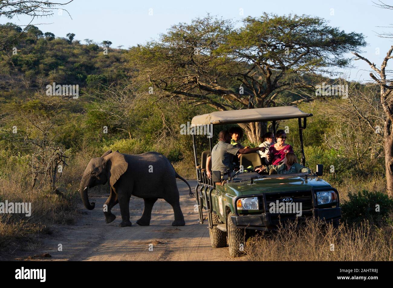 Touristen in Safari Fahrzeug beobachten, Afrikanischer Elefant, Loxodonta africana Africana, Thula Thula Game Reserve, Südafrika Stockfoto