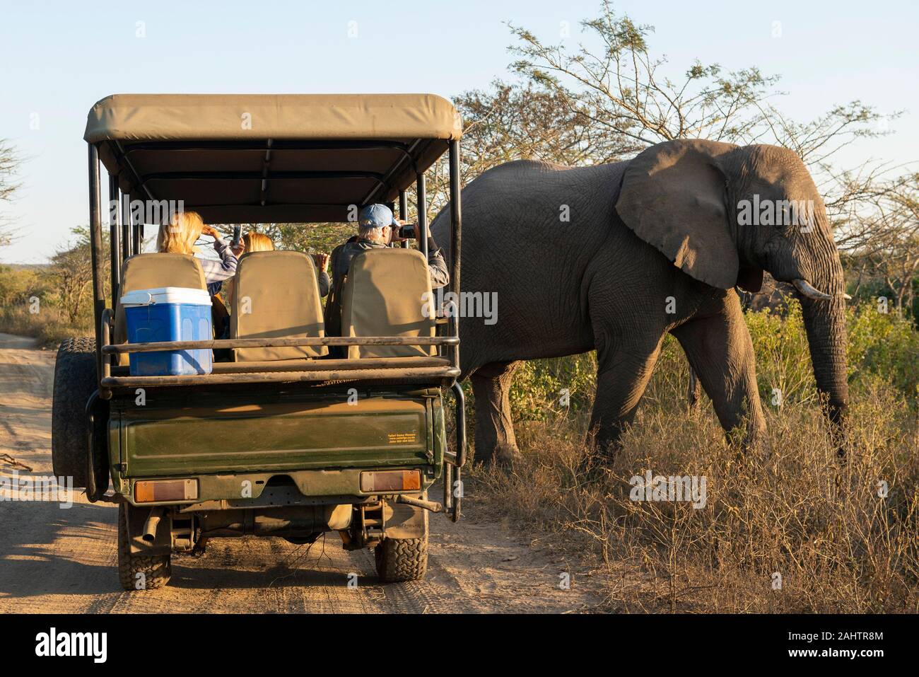 Touristen in Safari Fahrzeug beobachten, Afrikanischer Elefant, Loxodonta africana Africana, Thula Thula Game Reserve, Südafrika Stockfoto