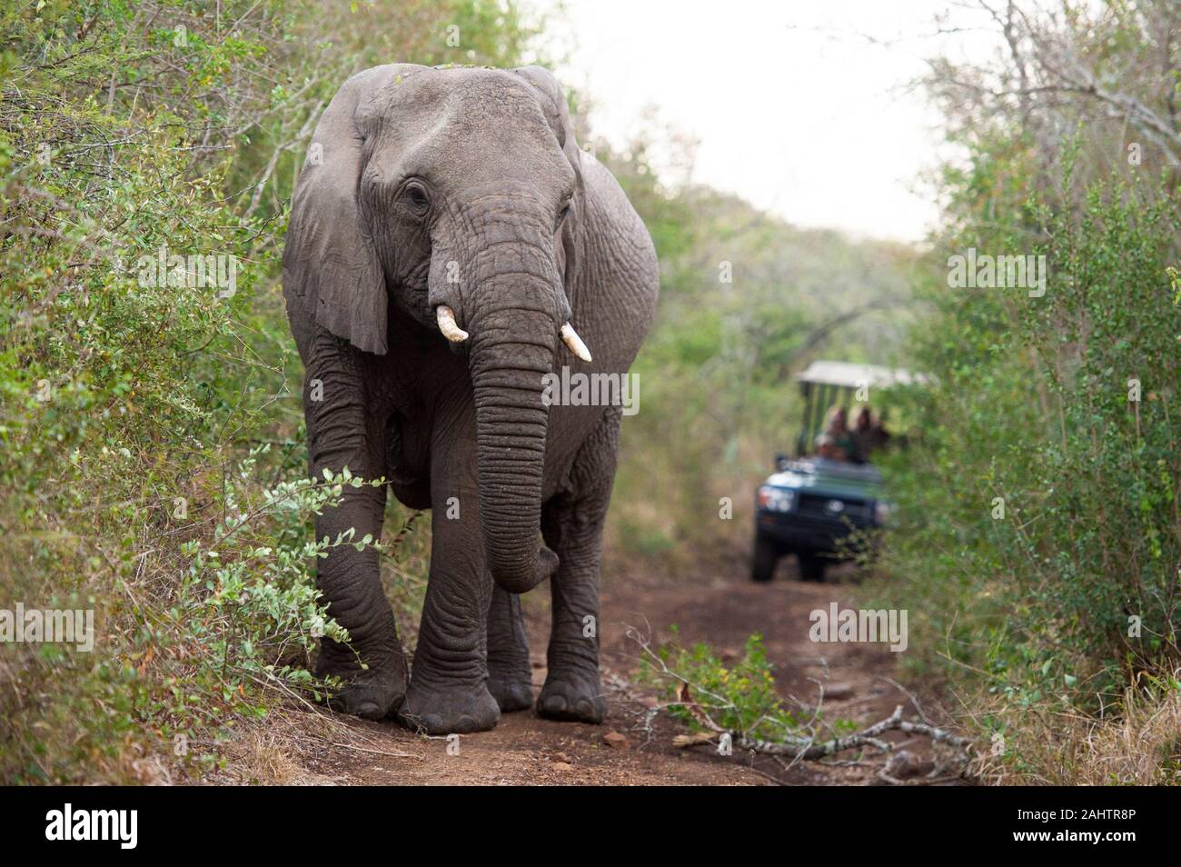 Touristen in Safari Fahrzeug beobachten, Afrikanischer Elefant, Loxodonta africana Africana, Thula Thula Game Reserve, Südafrika Stockfoto