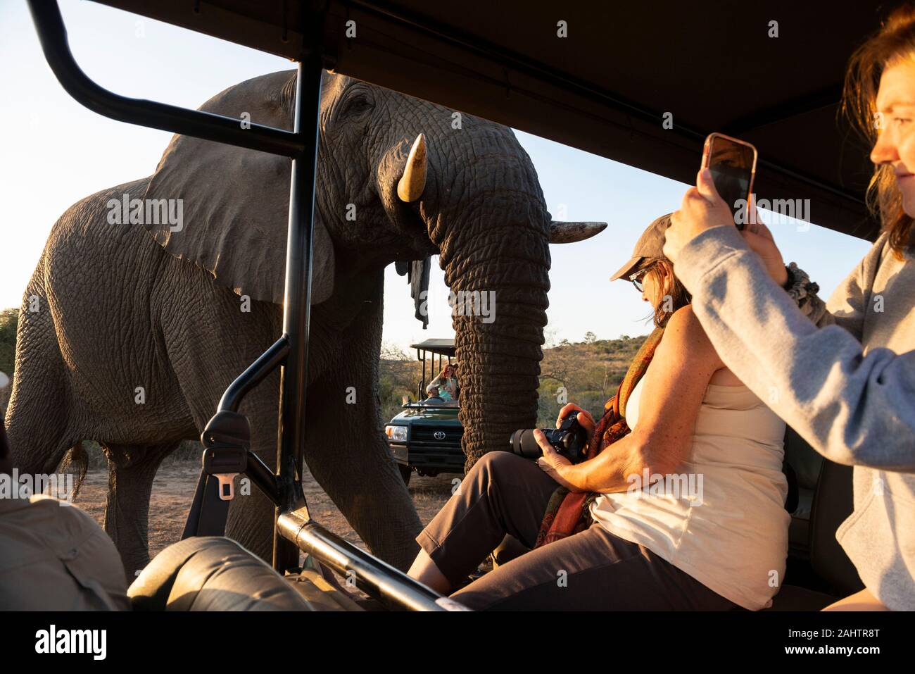 Touristen in Safari Fahrzeug beobachten, Afrikanischer Elefant, Loxodonta africana Africana, Thula Thula Game Reserve, Südafrika Stockfoto