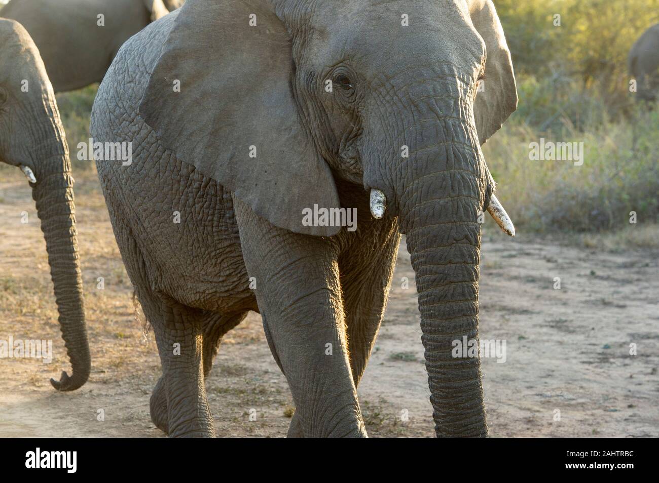 Afrikanischer Elefant, Loxodonta africana Africana, Thula Thula Game Reserve Stockfoto