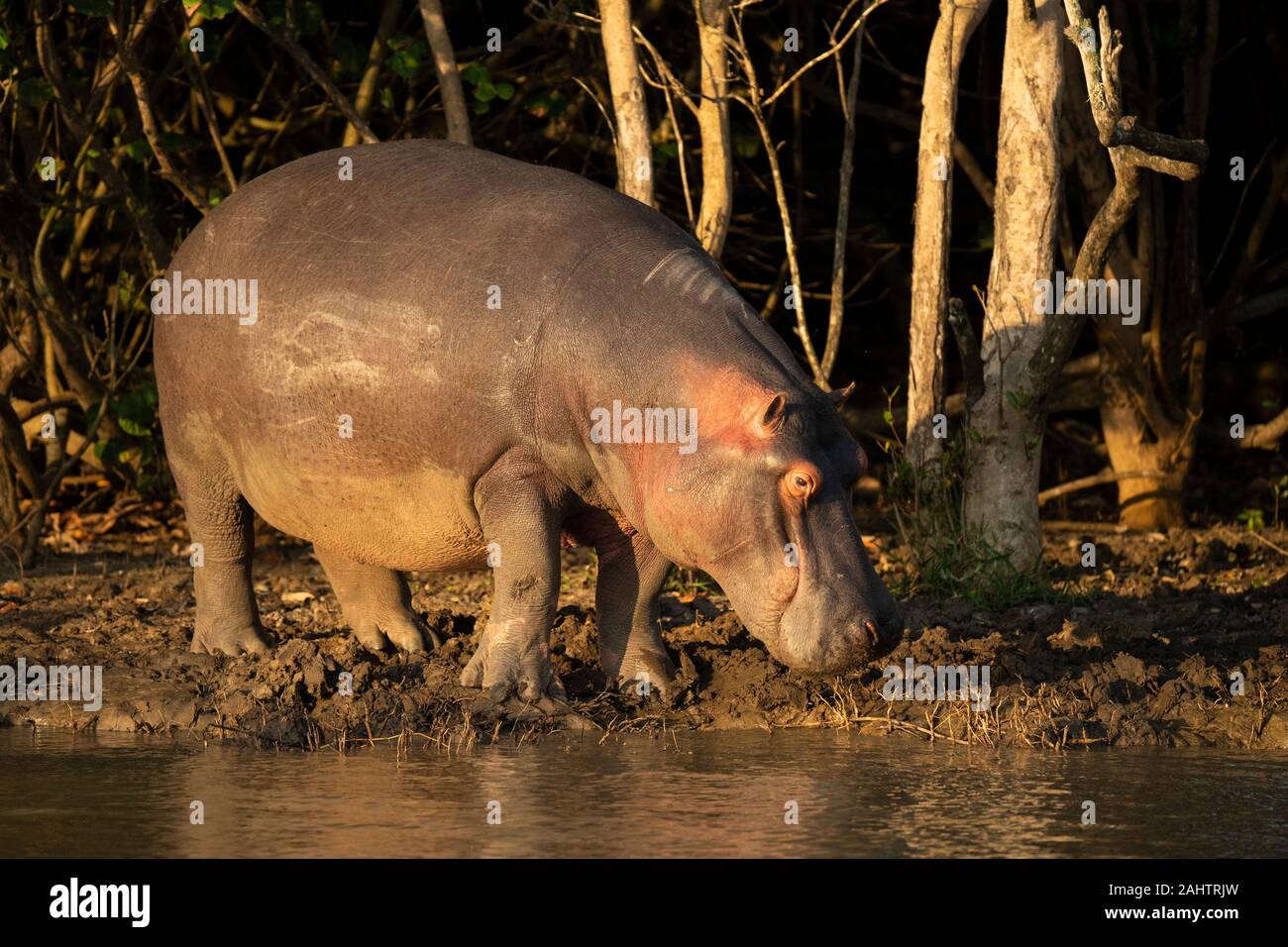 Nilpferd, Hippopotamus amphibius, Lake St Lucia, iSimangaliso Wetland Park, Südafrika Stockfoto