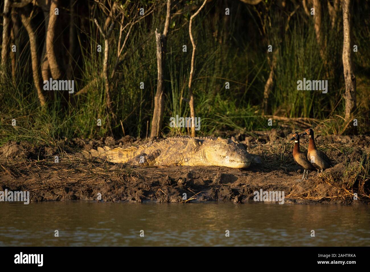 Nil Krokodil, Crocodylus niloticus, Lake St Lucia, iSimangaliso Wetland Park, Südafrika Stockfoto