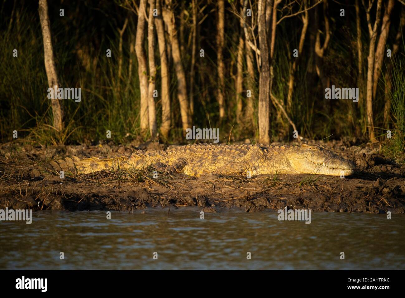 Nil Krokodil, Crocodylus niloticus, Lake St Lucia, iSimangaliso Wetland Park, Südafrika Stockfoto