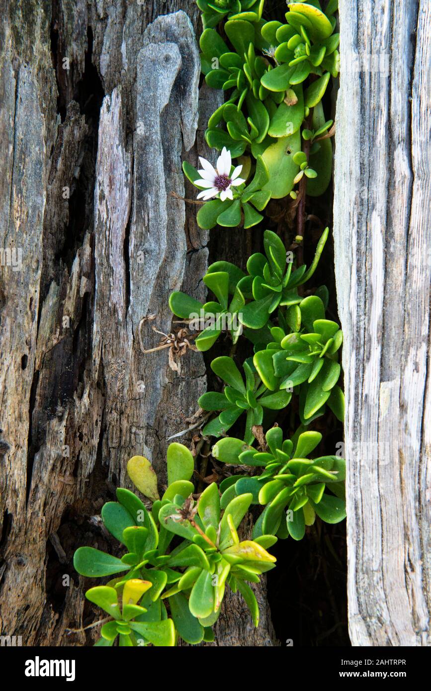 Blumen, Cape Vidal, iSimangaliso Wetland Park, Südafrika Stockfoto