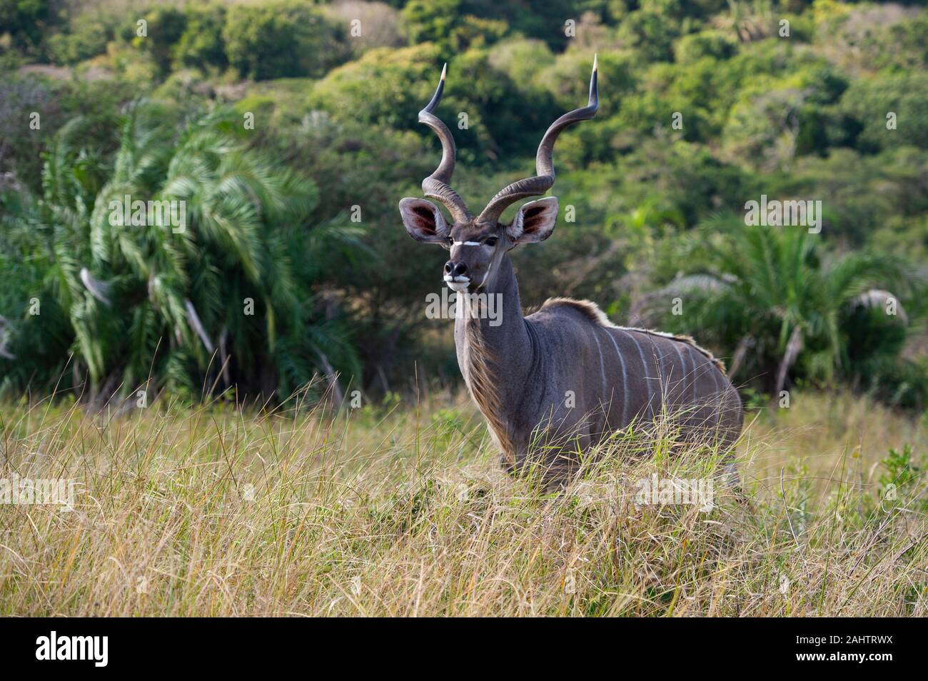 Männliche Kudus, Tragelaphus strepsiceros, iSimangaliso Wetland Park, Südafrika Stockfoto