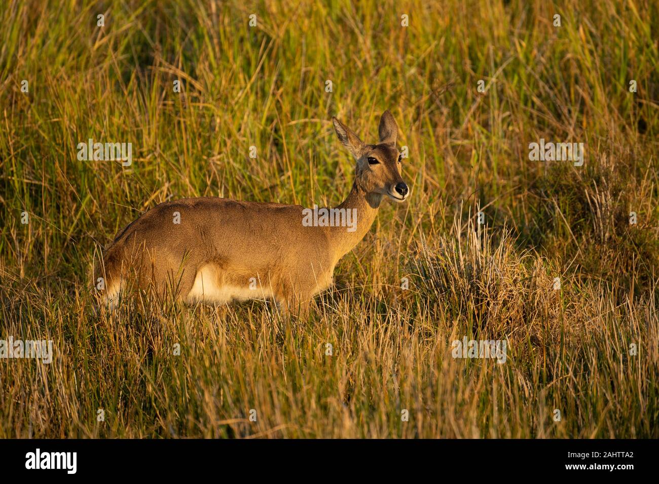 Südliche Riedböcke, Redunca arundinum, iSimangaliso Wetland Park, Südafrika Stockfoto