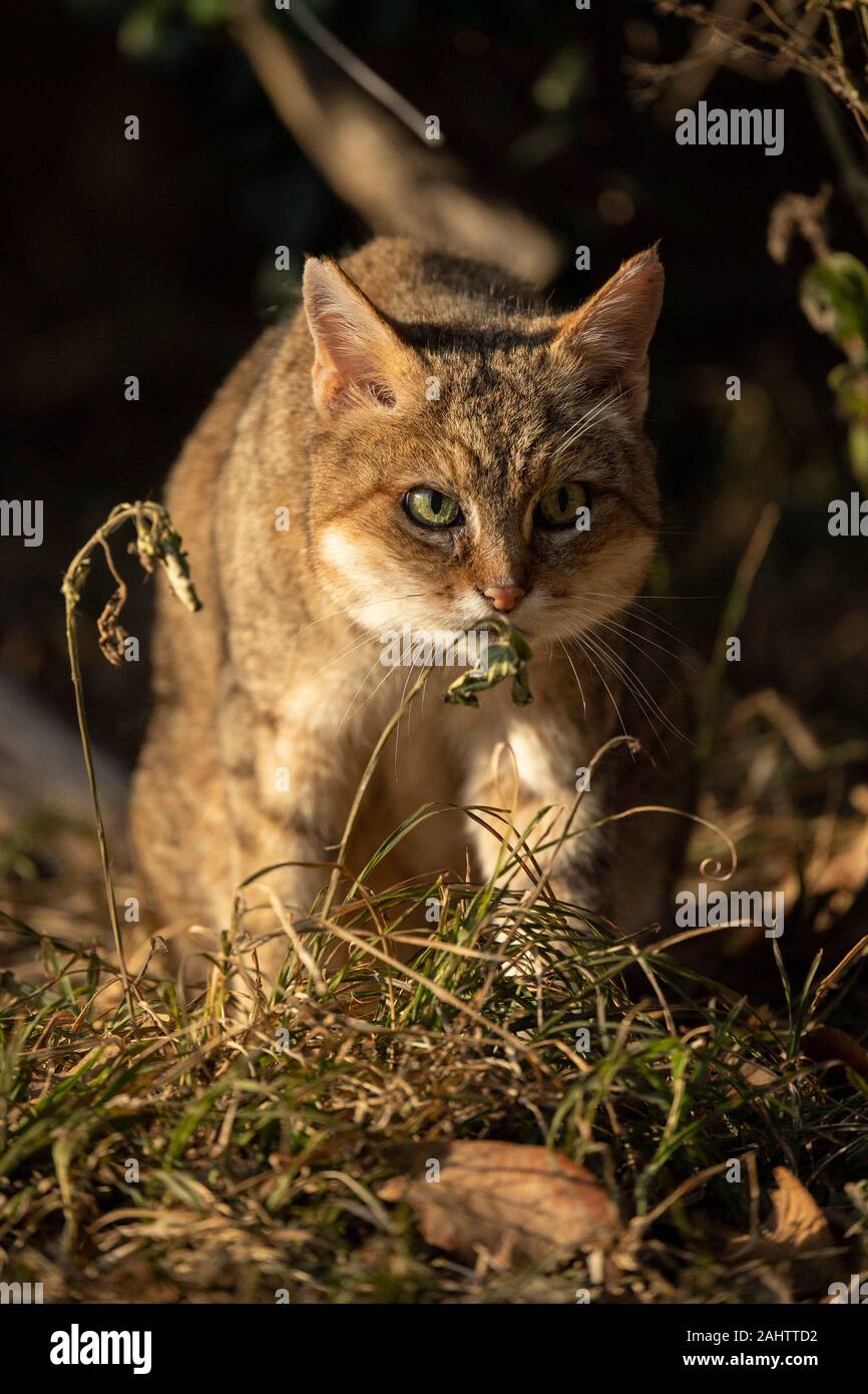 Afrikanische Wildkatze, Felis silvestris lybica Emdoneni, Südafrika Stockfoto