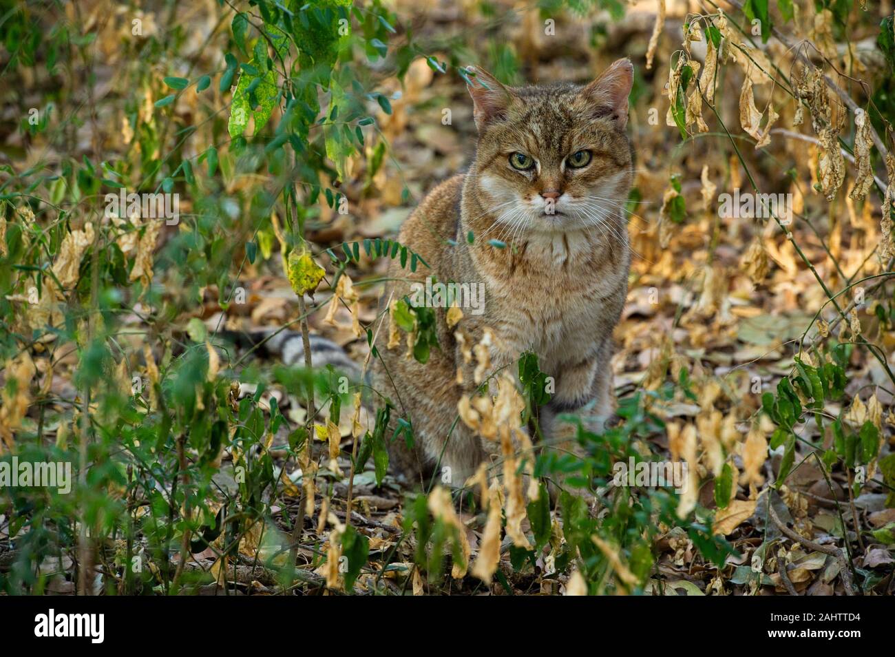 Afrikanische Wildkatze, Felis silvestris lybica Emdoneni, Südafrika Stockfoto