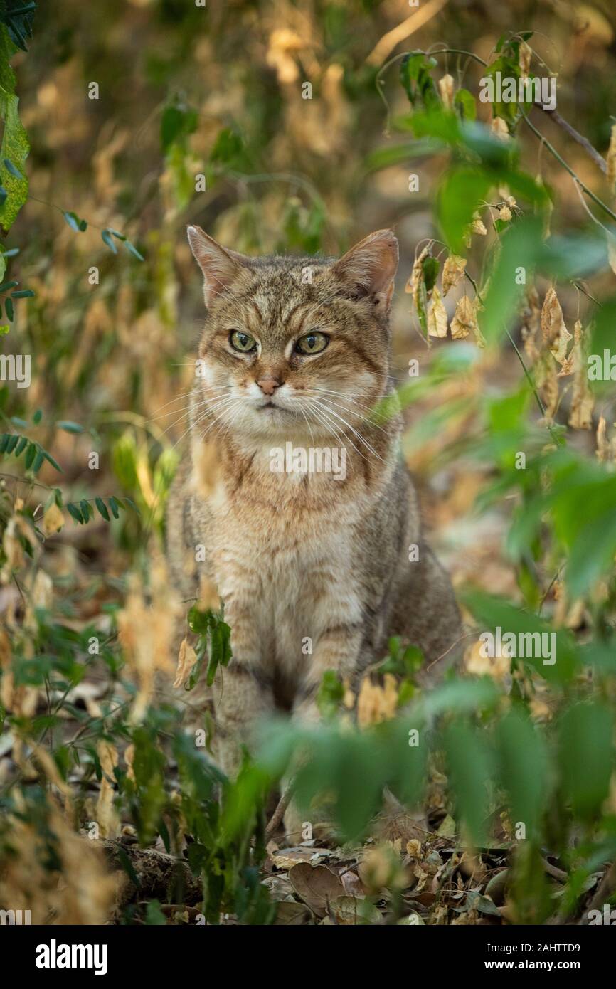 Afrikanische Wildkatze, Felis silvestris lybica Emdoneni, Südafrika Stockfoto