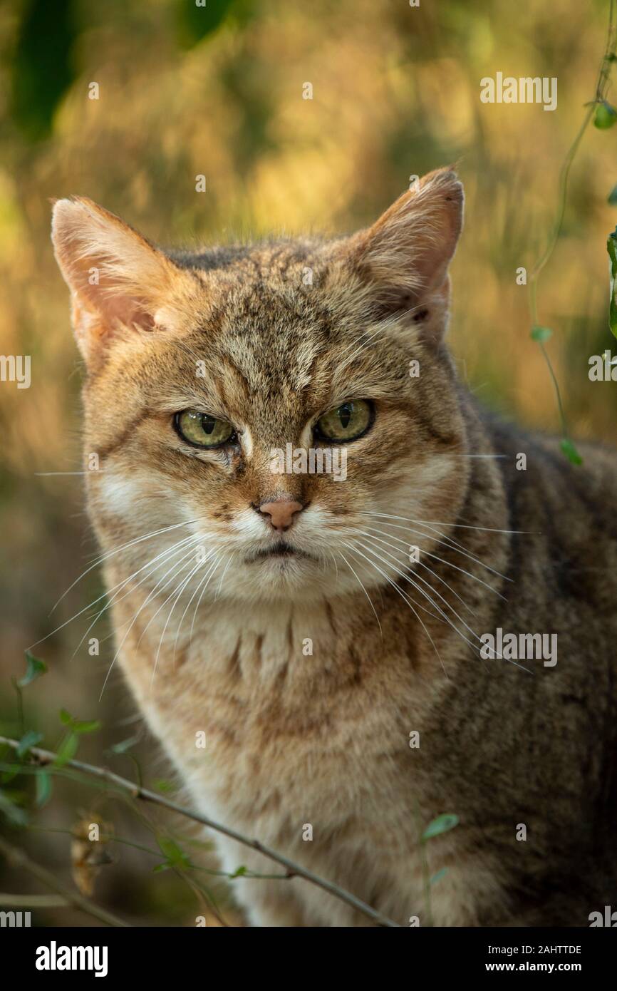 Afrikanische Wildkatze, Felis silvestris lybica Emdoneni, Südafrika Stockfoto