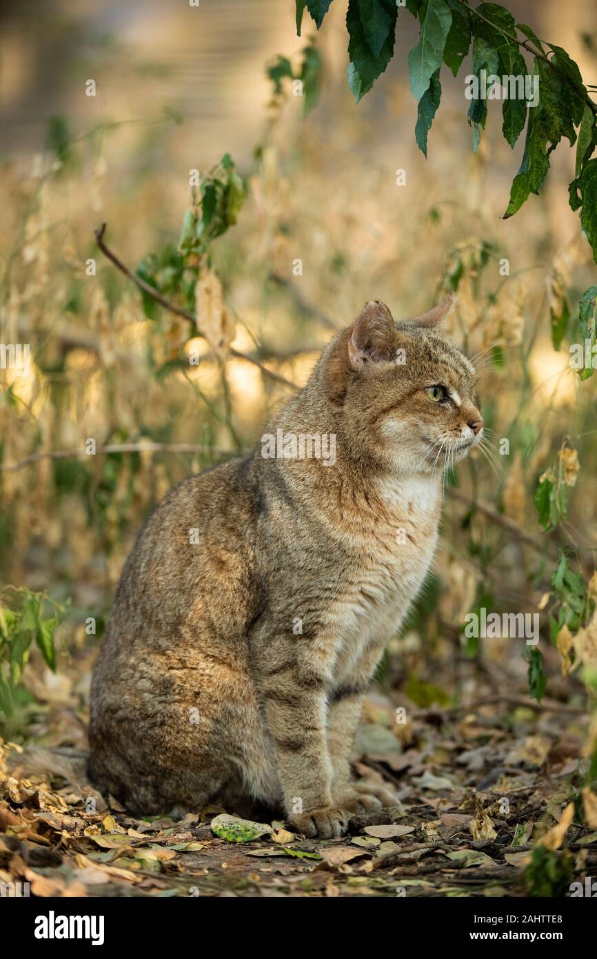 Afrikanische Wildkatze, Felis silvestris lybica Emdoneni, Südafrika Stockfoto