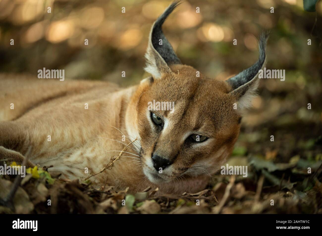 Karakal, Caracal caracal Emdoneni, Südafrika Stockfotografie Alamy