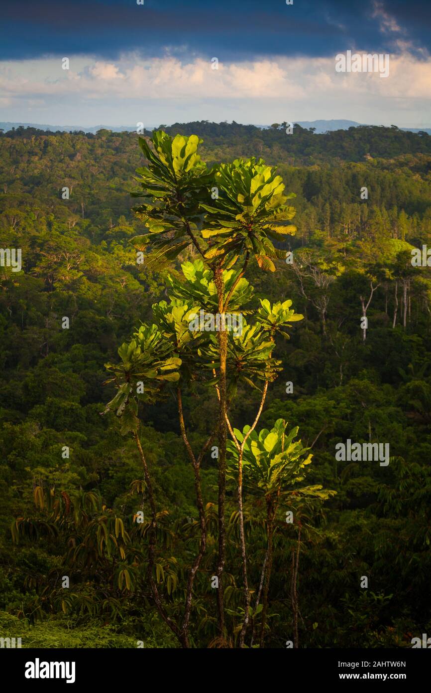 Panama-Landschaft am frühen Morgen im Regenwald von Garduk in der Wildnis von Nargana, Comarca Guna Yala, Republik Panama, Mittelamerika. Stockfoto