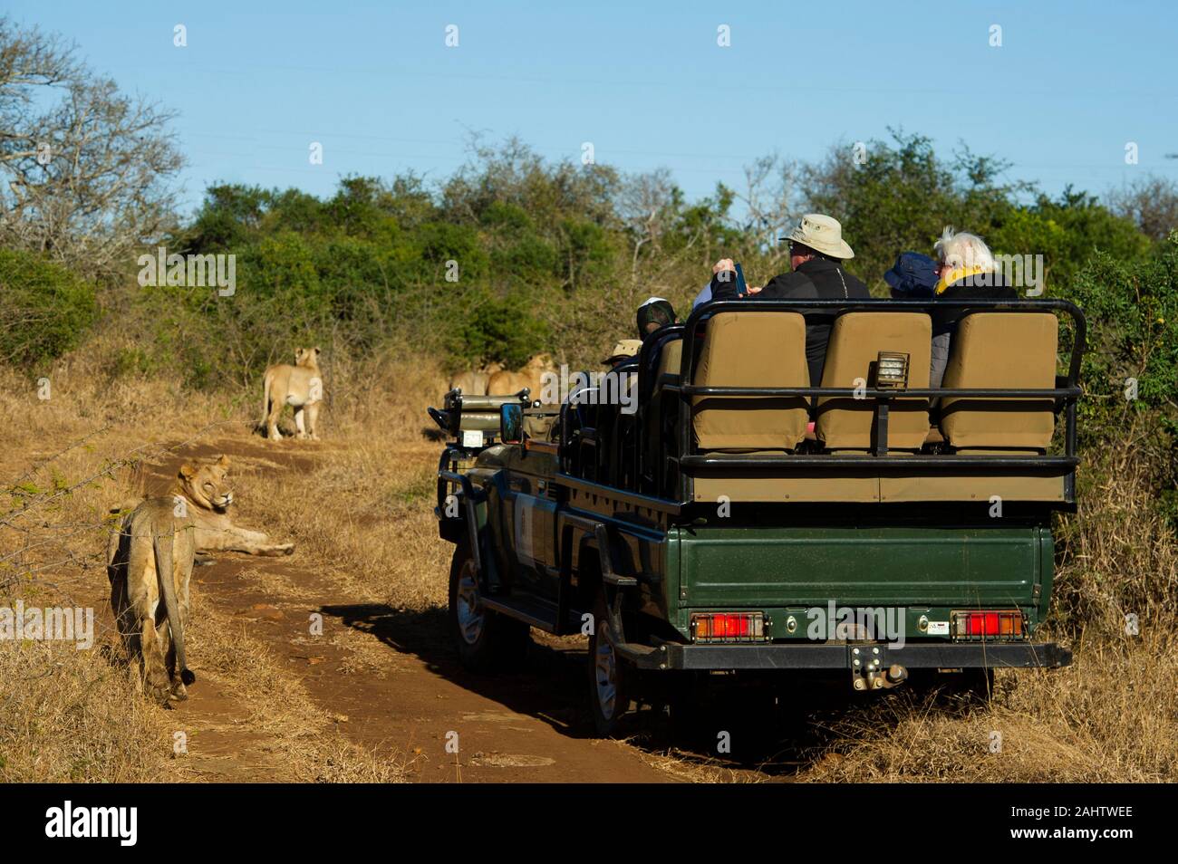 Safari Fahrzeug mit Touristen Löwen beobachten, Thanda Game Reserve Stockfoto