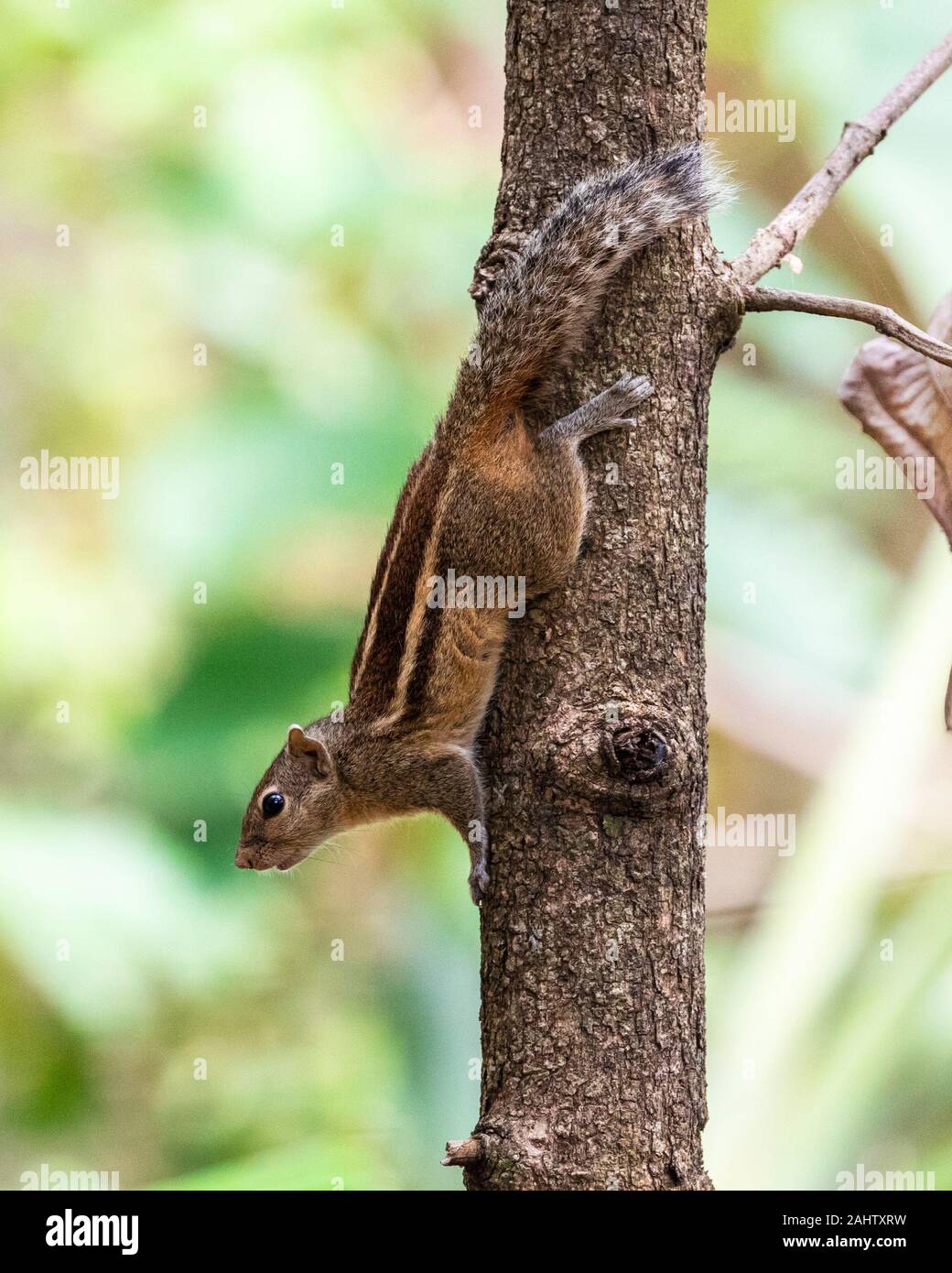 Die indische Palm Eichhörnchen am Baum. ist eine Nagetierart aus der Familie Sciuridae natürlich in Indien (Süden der Vindhyas) und Sri Lanka gefunden. Stockfoto