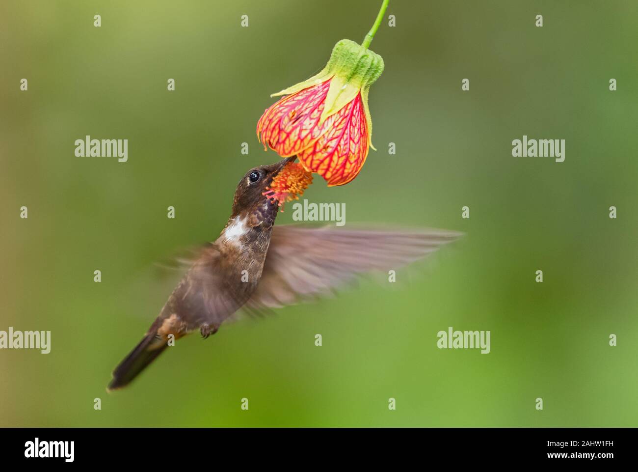 Braun Inca-Coeligena wilsoni, schöne kleine Kolibri aus westlichen Anden Pisten, Mindo, Ecuador. Stockfoto