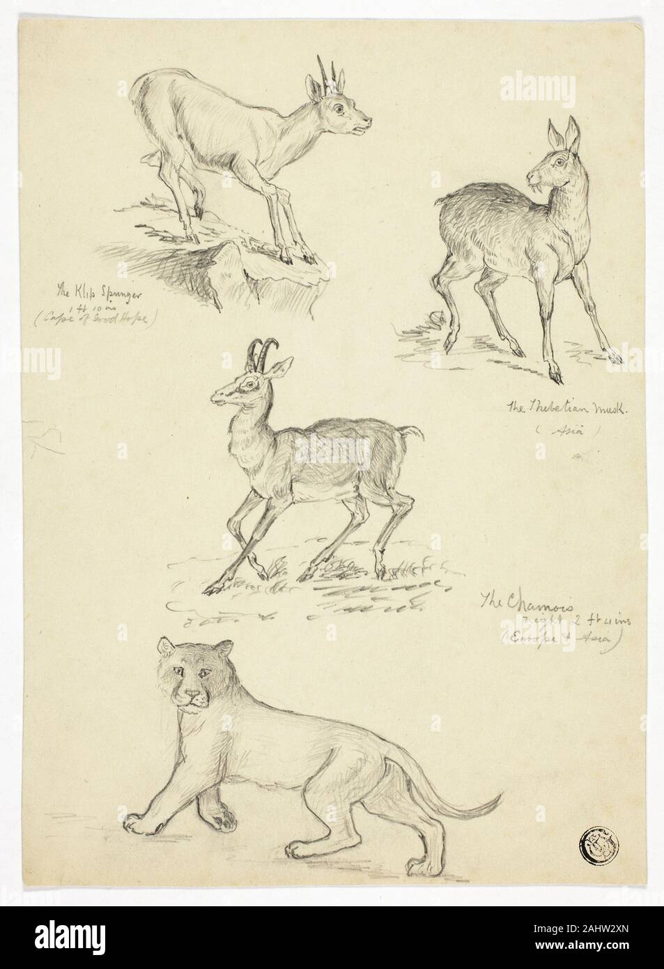 Thomas Uwins. Chamois, Moschus, Klipbok und Löwen. 1785 - 1857. England. Graphit auf Creme webte Papier Stockfoto
