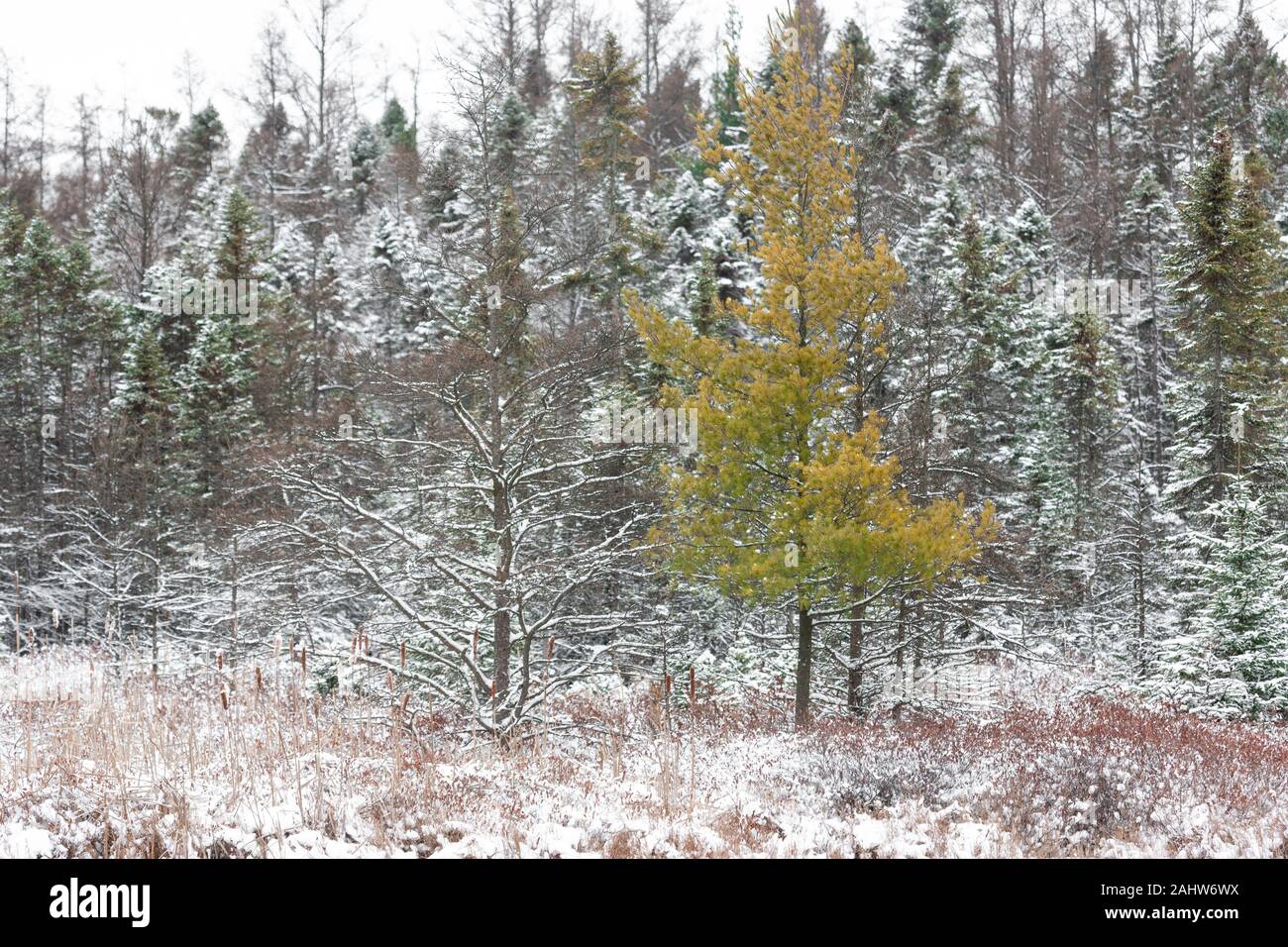 London, Kanada - 31. Dezember 2019. Ein frischer Schnee bedeckt Bäume in die sifton Moor, einem ökologisch sensiblen Gebiet innerhalb der Stadt. Stockfoto