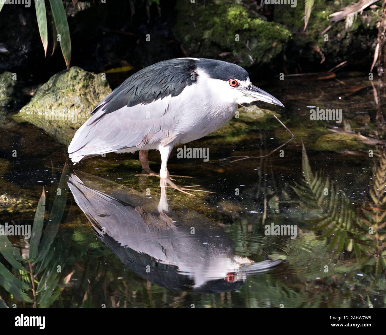 Schwarze Nacht gekrönt - Heron nach Vogel close-up Profil anzeigen im Wasser angezeigte blaue Federn Gefieder, Kopf, Schnabel, Augen, Füße in seiner Umgebung und Stockfoto