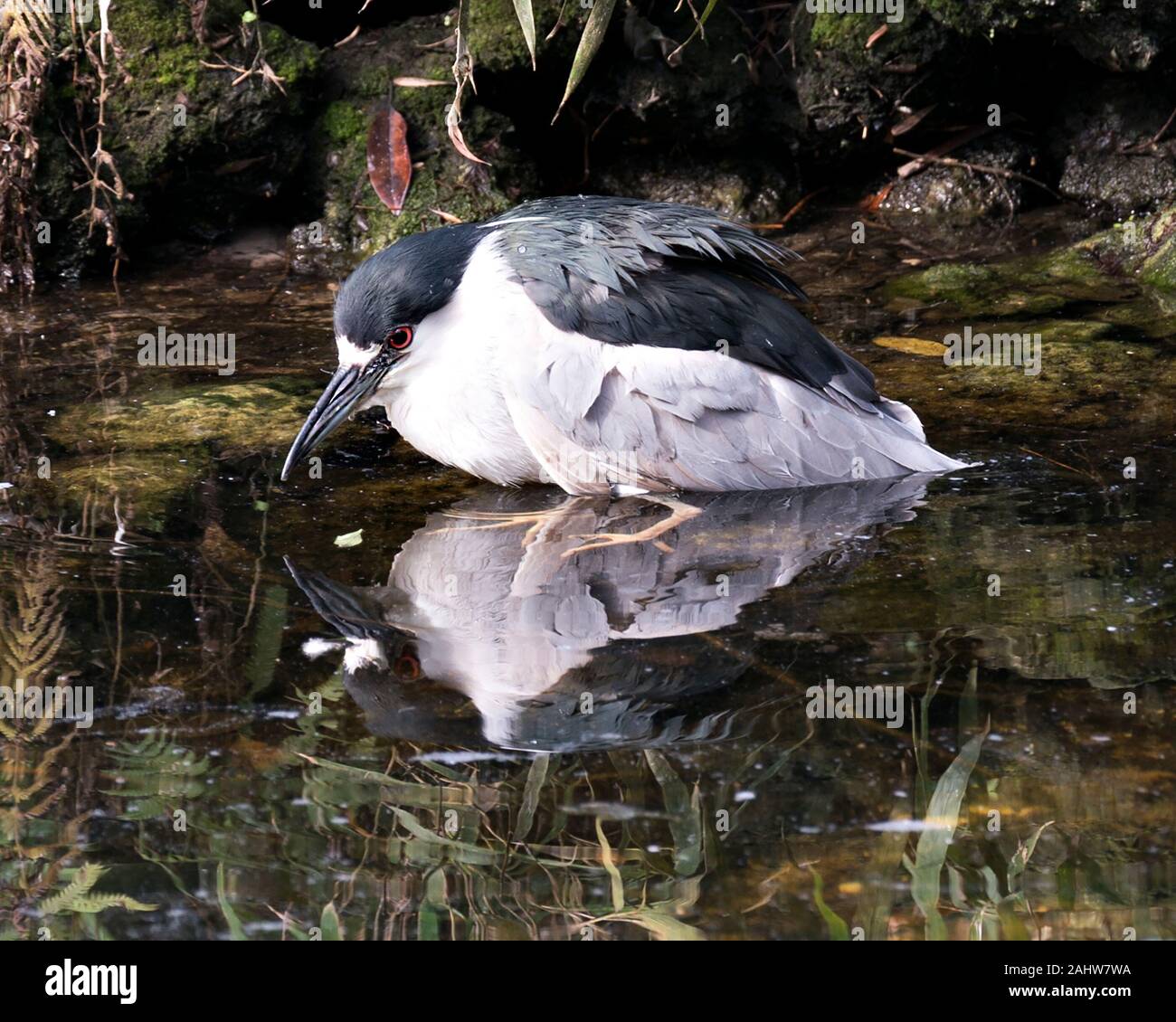 Schwarze Nacht gekrönt - Heron nach Vogel close-up Profil anzeigen im Wasser angezeigte blaue Federn Gefieder, Kopf, Schnabel, Augen, Füße in seiner Umgebung und Stockfoto