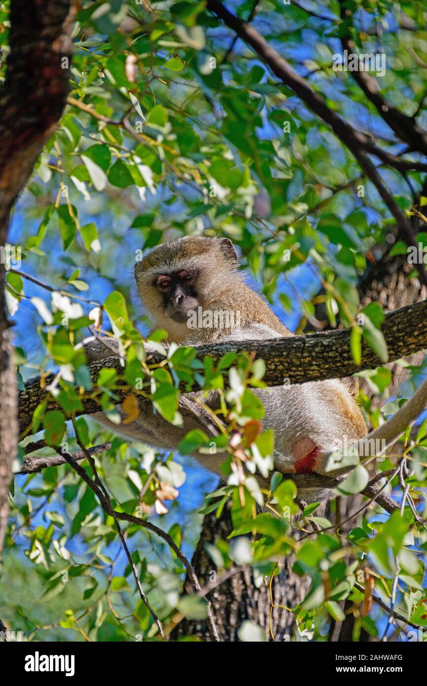 Gruene Meerkatze, Moremi Wildlife Reserve, Okavangodelta, Botswana/Meerkatze, (Cercopithecus aethiops) Stockfoto