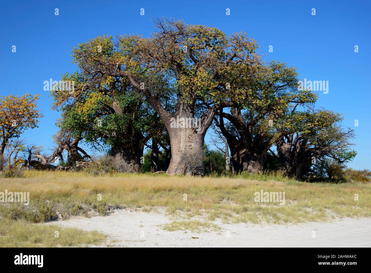 Affenbrotbaum, Baines Baobabs, Kudiakam Pan, Nxai Pan Nationalpark, Botswana/Affenbrotbaeume, Affenbrotbaeume Stockfoto