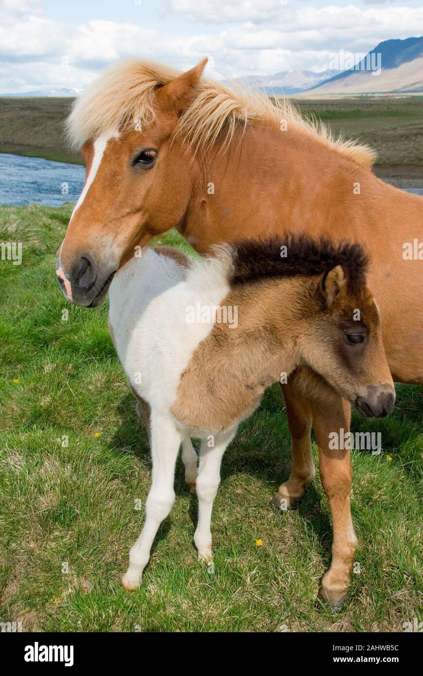 Islandpferd, Islandpony, Islaender, (Equus ferus Caballus), Stockfoto