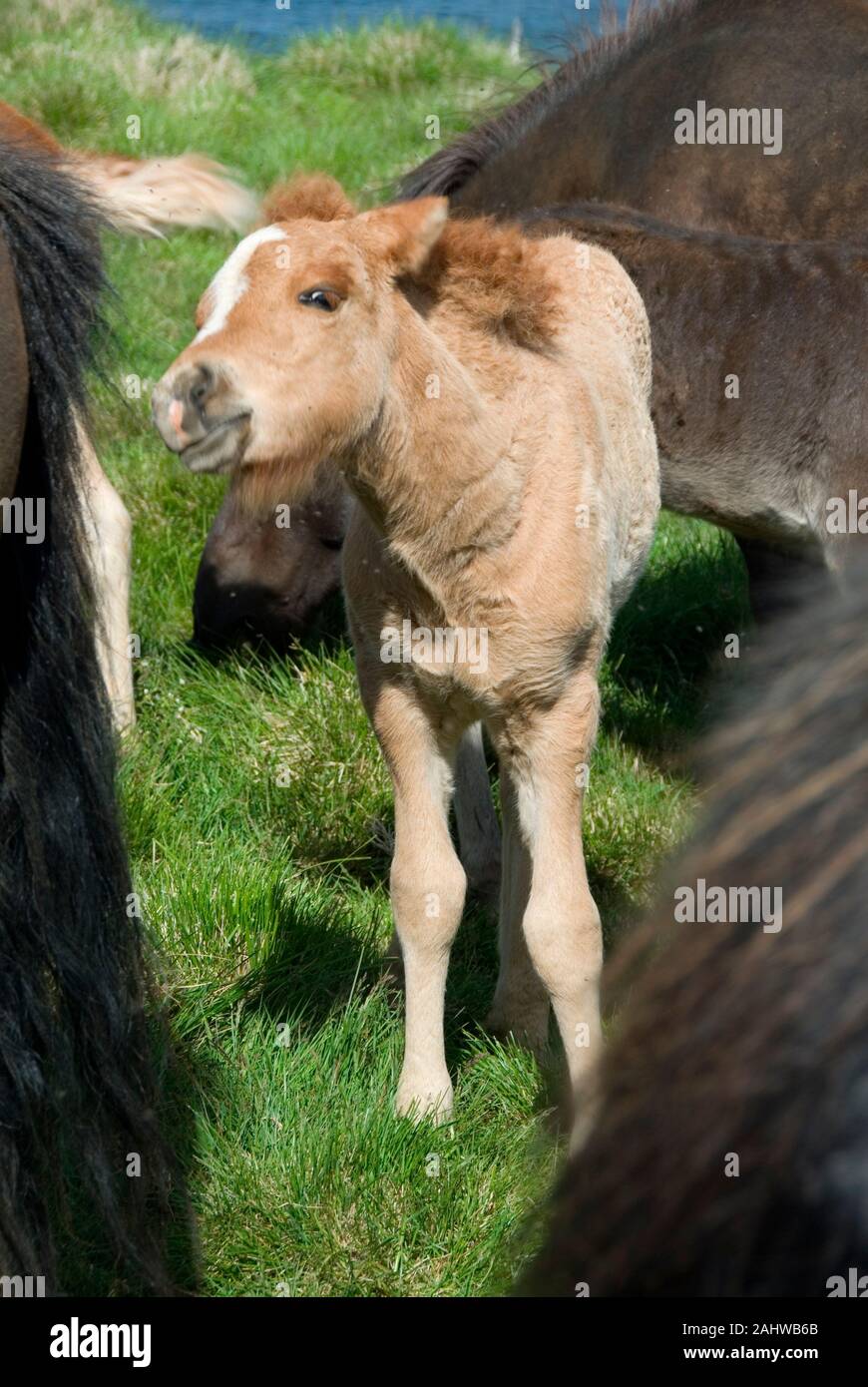 Islandpferd, Islandpony, Islaender, (Equus ferus Caballus), Stockfoto