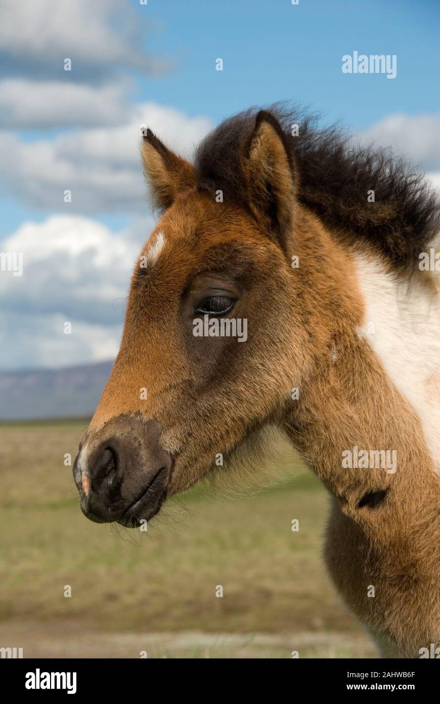 Islandpferd, Islandpony, Islaender, (Equus ferus Caballus), Stockfoto