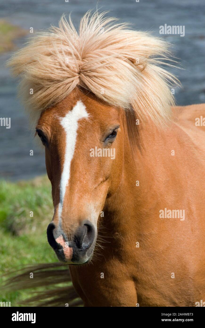 Islandpferd, Islandpony, Islaender, (Equus ferus Caballus), Stockfoto