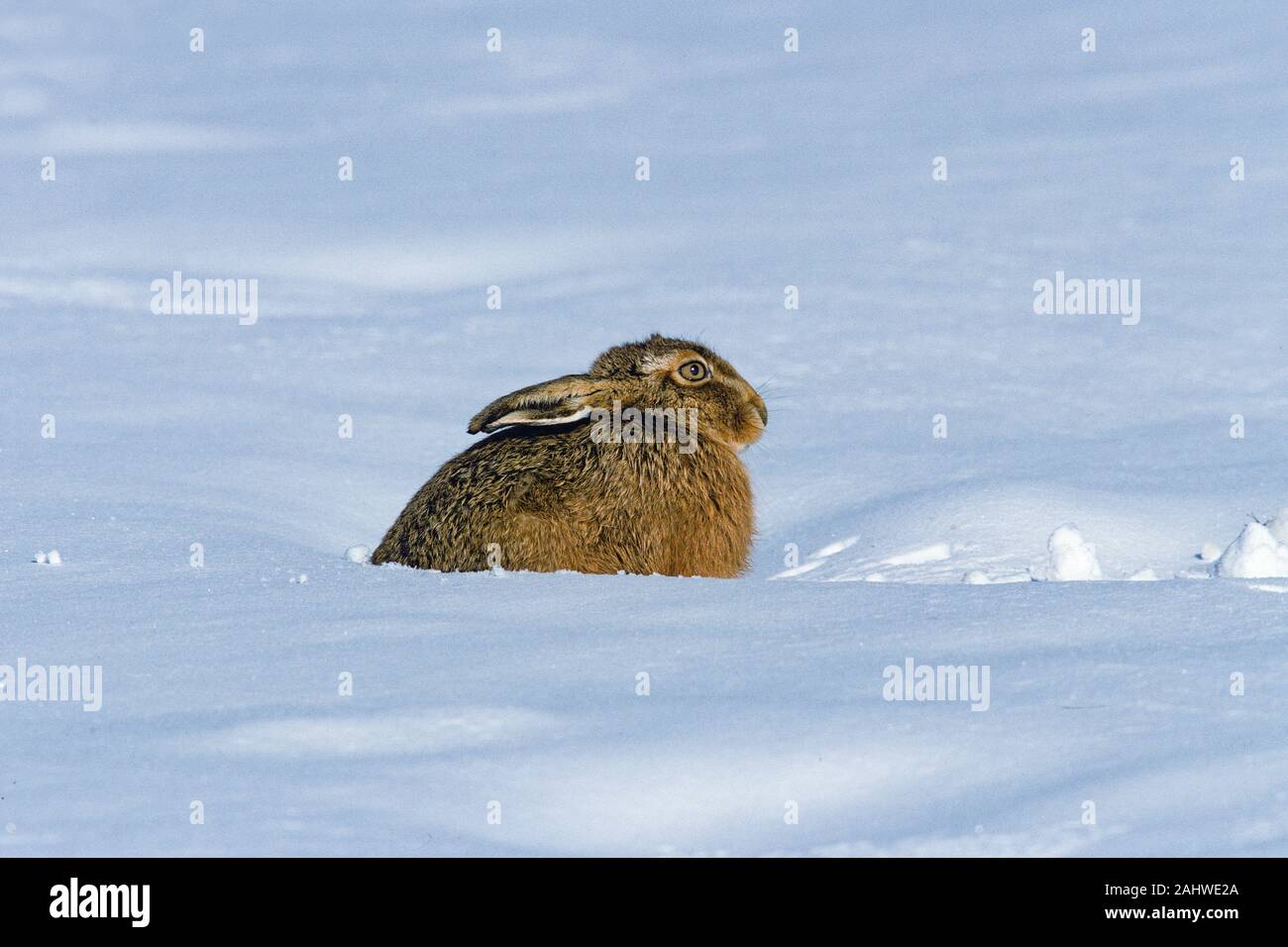 Feldhase Lepus europaeus Essen gras weide Wiese Stockfoto