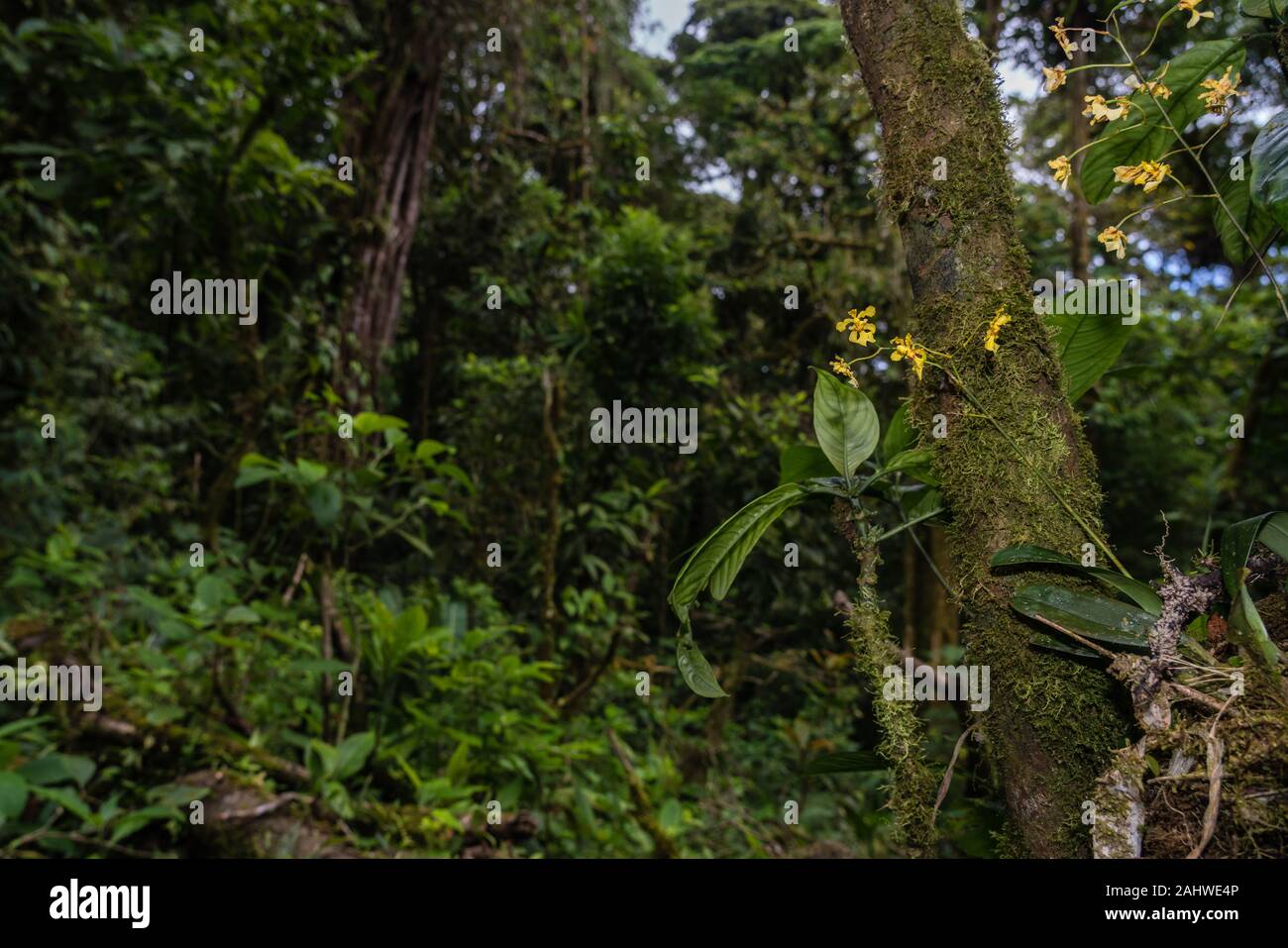 Orchideen In Monteverde Cloud Forest Reserve Costa Rica Stockfotografie Alamy