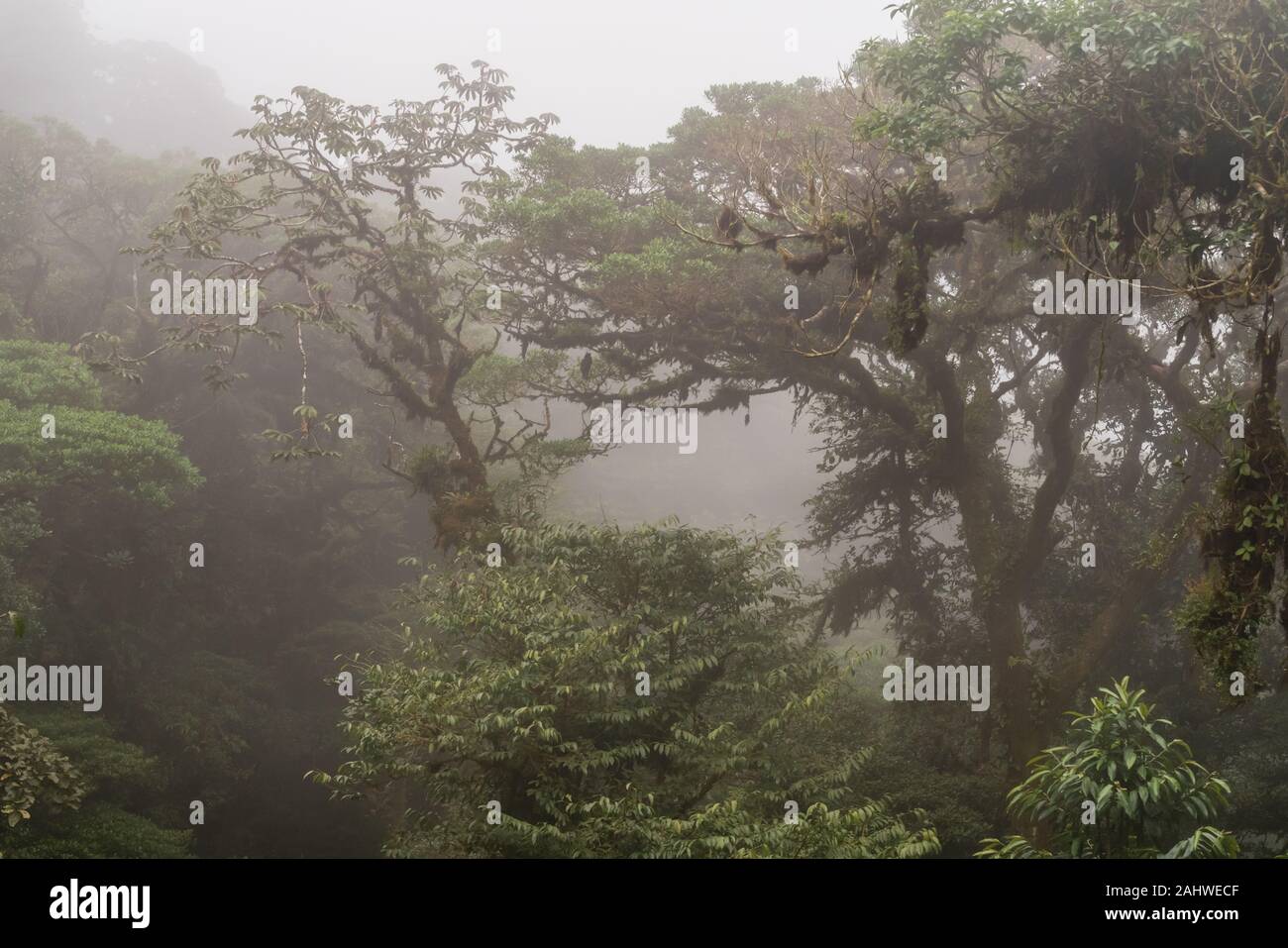 Die Wolken bedecken die Bäume in Monteverde Cloud Forest Reserve, Costa Rica Stockfoto