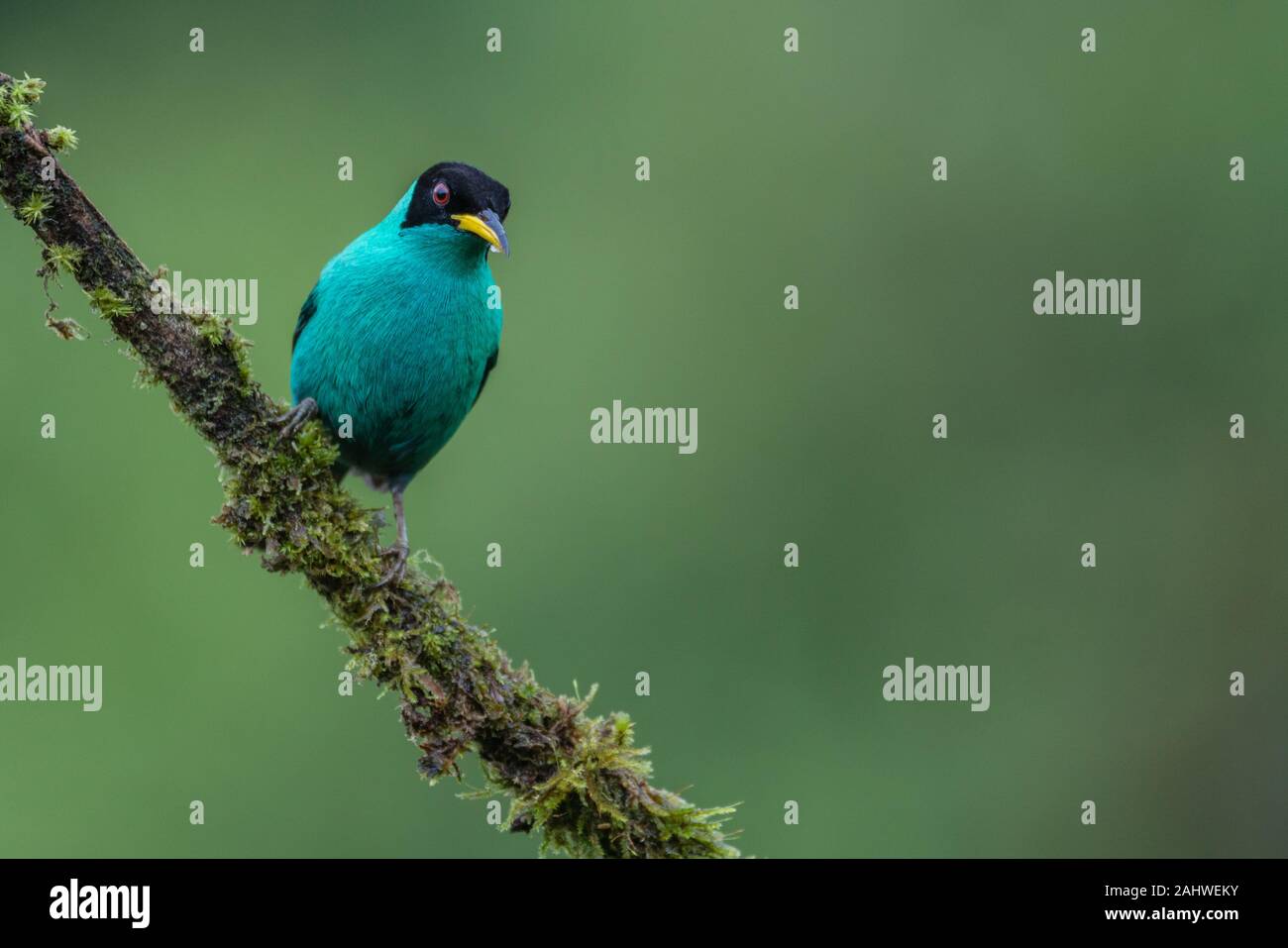 Ein männlicher grüner Honigfresser (Chlorophanes spiza) perchiert an einem Baumzweig in der Laguna del Lagarto, Costa Rica. Stockfoto