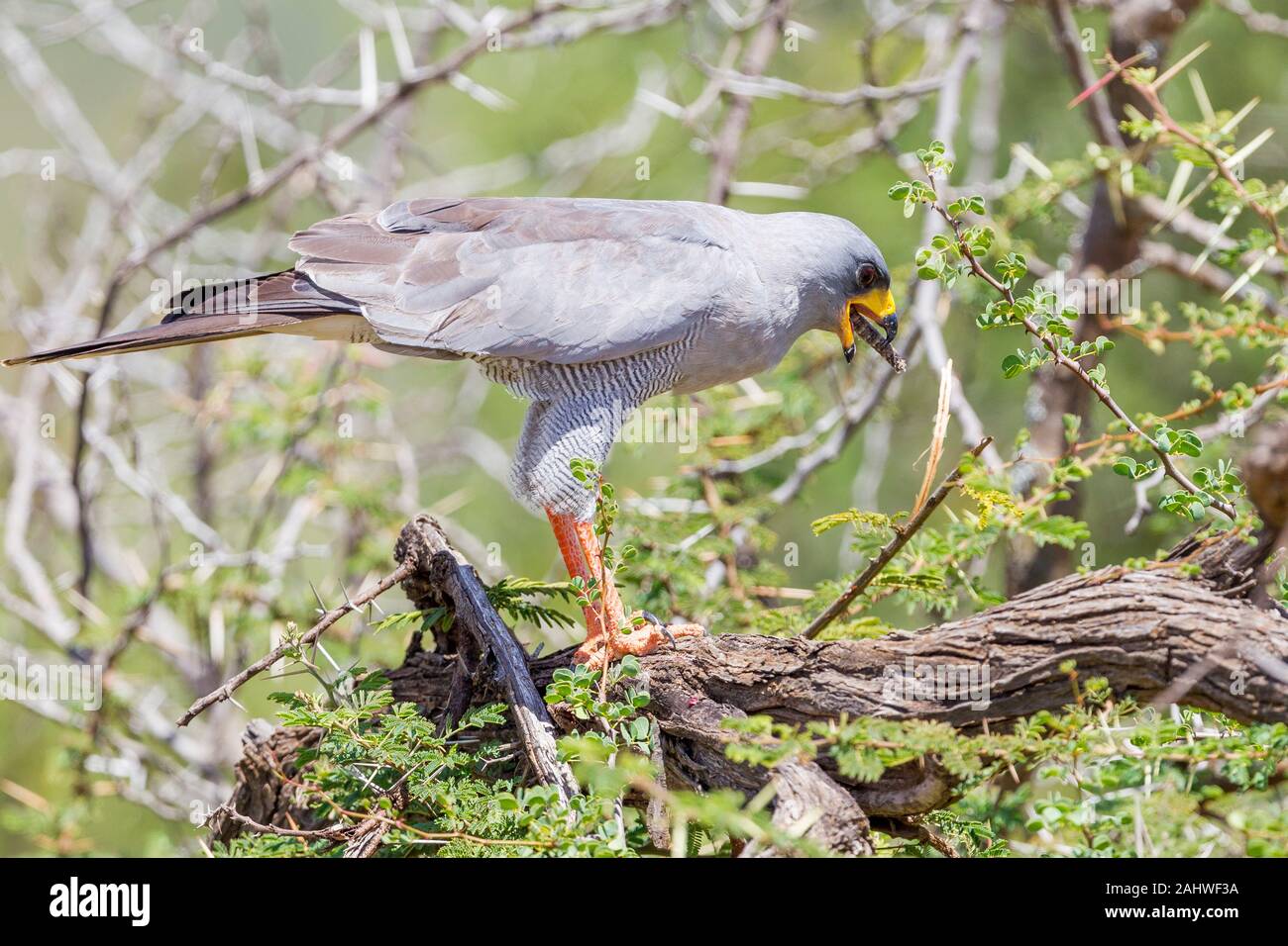 Ein einzelner östlicher oder bunter Gesang Goshawk auf einem Zweig mit töten, Fütterung, Querformat, Sosian, Laikipia, Kenia, Afrika Stockfoto