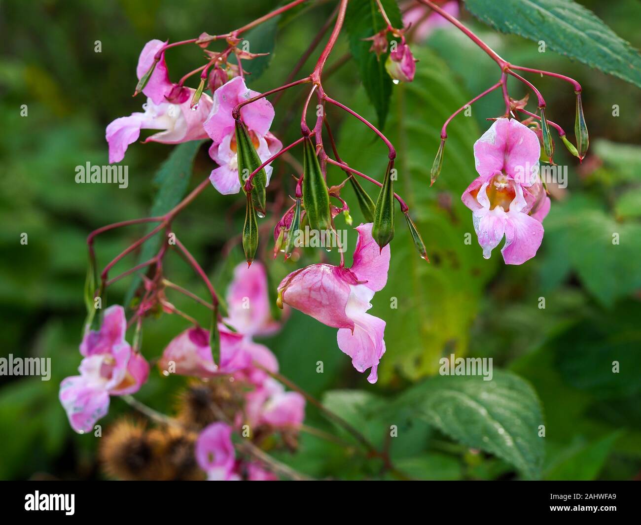 Rosa Blumen und grüne Blätter der invasiven Himalayan Balsam, Impatiens gladulifera, in North Yorkshire, England Stockfoto