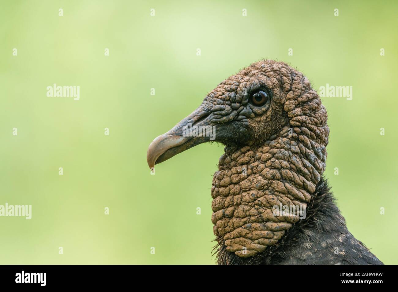 Schwarzer Geier (Coragypen atratus), Laguna del Lagarto, Costa Rica Stockfoto