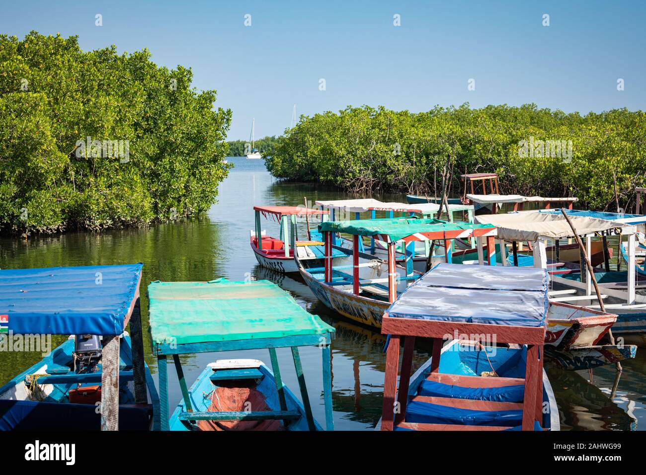 Gambia Mangroven. Lamin Lodge. Traditionelle lange Boote. Green mangrove Bäume im Wald. Gambia. Stockfoto