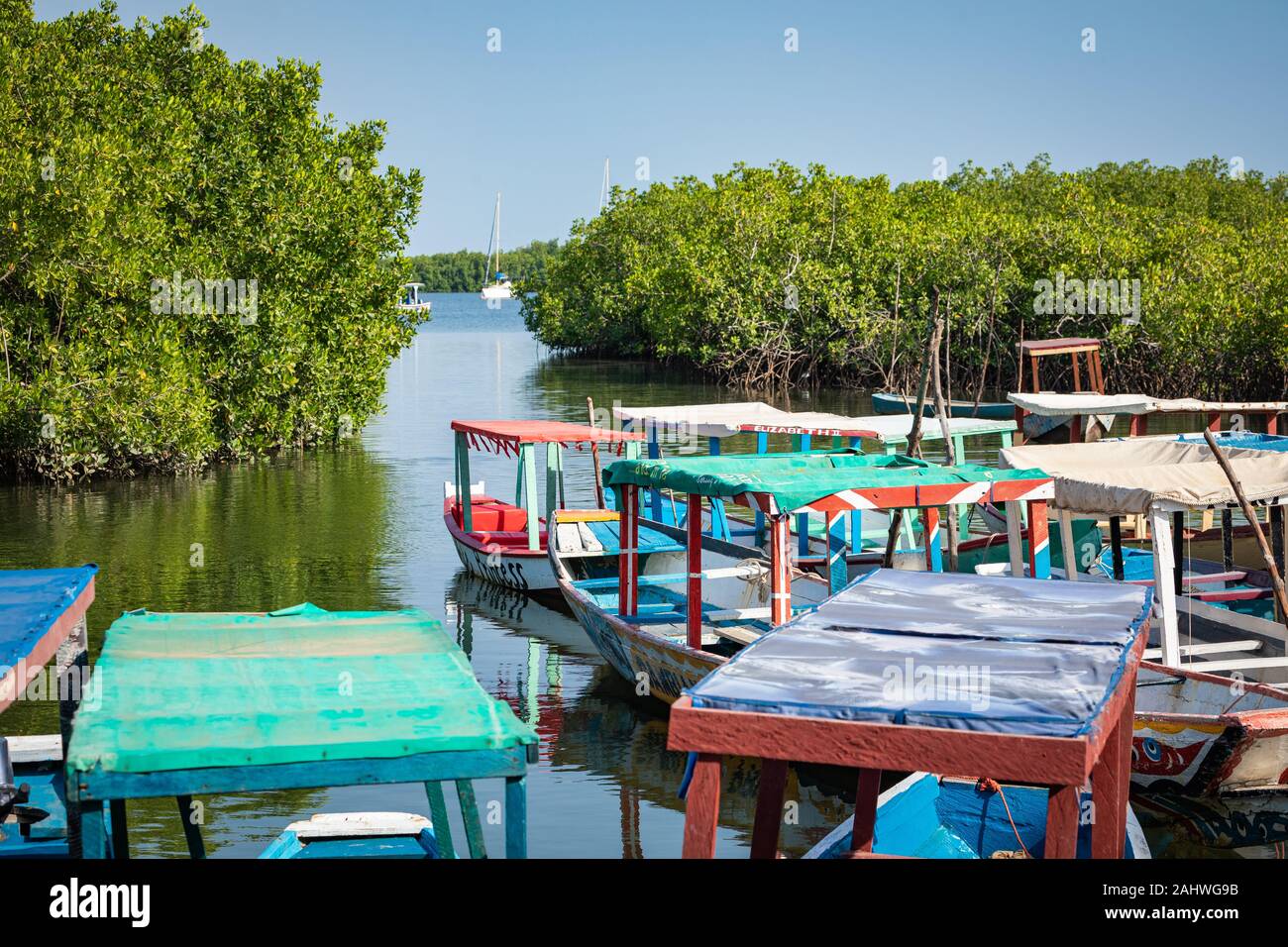 Gambia Mangroven. Lamin Lodge. Traditionelle lange Boote. Green mangrove Bäume im Wald. Gambia. Stockfoto